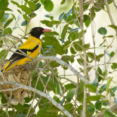 Black-hooded oriole