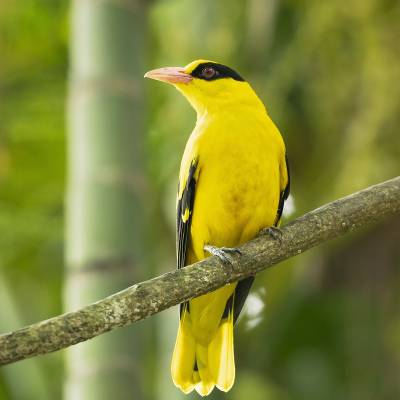 Black-naped oriole