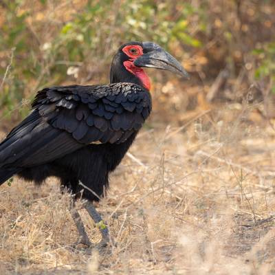 Southern ground hornbill