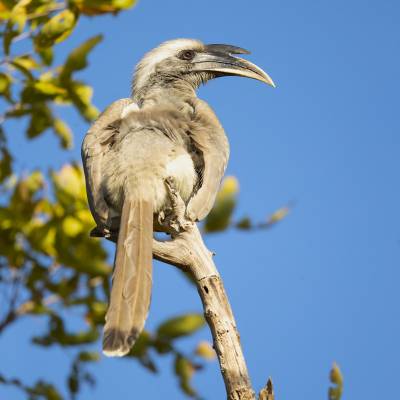 Indian grey hornbill