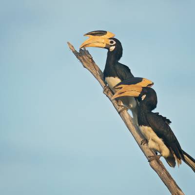 Malabar pied hornbill