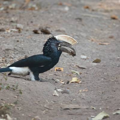 Silvery-cheeked hornbill