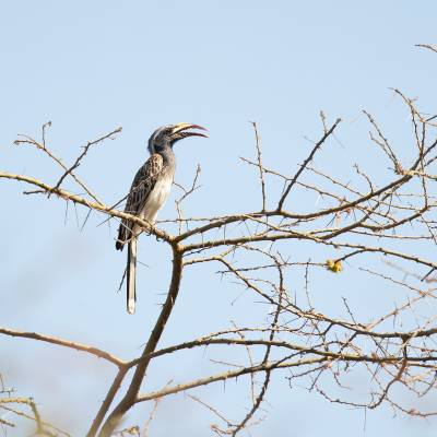 African grey hornbill