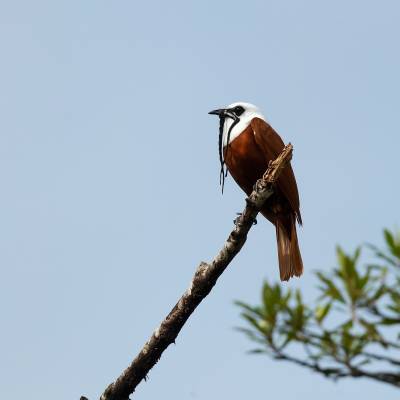 Three-wattled bellbird