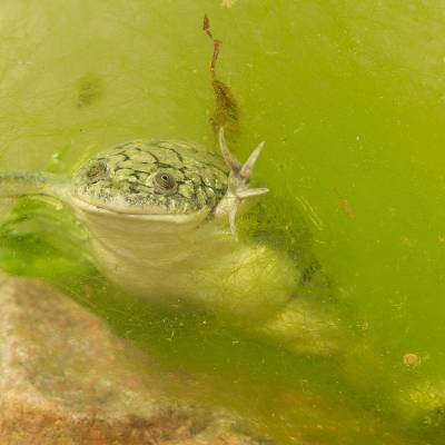 African clawed frog