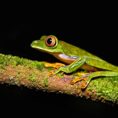 Parachuting red-eyed leaf frog