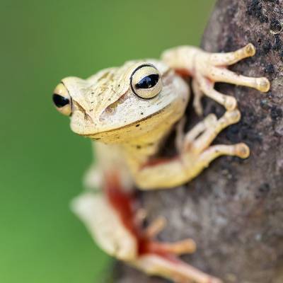 Bischoff's tree frog