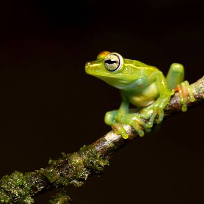 Canal Zone tree frog