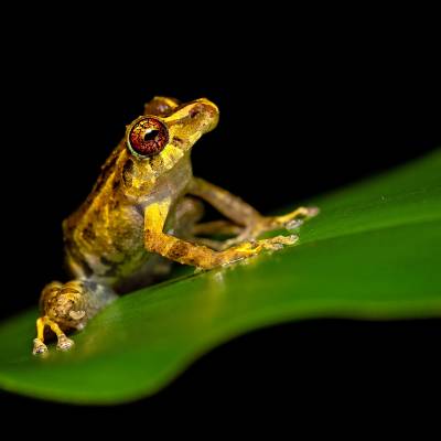 Chiriqui robber frog