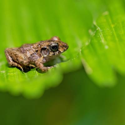 Craugastor bransfordii