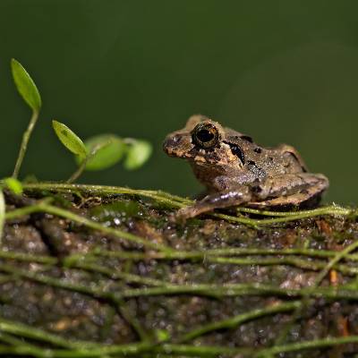 Craugastor megacephalus