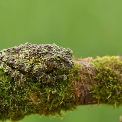 Vietnamese mossy frog