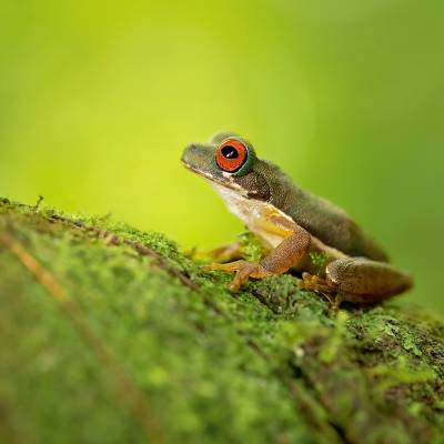 Rufous-eyed brook frog