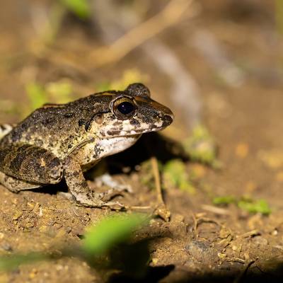 Fitzinger's robber frog