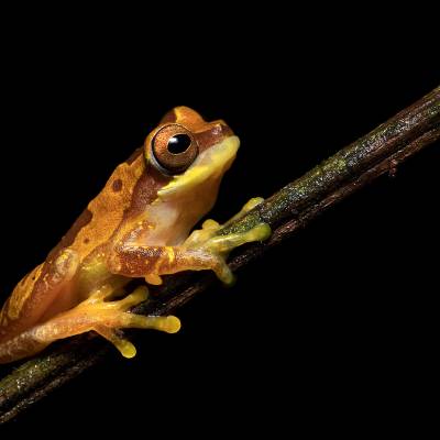 Hourglass treefrog