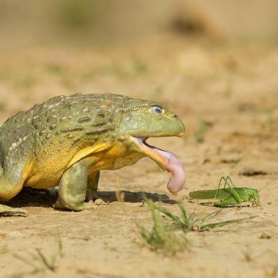 African bullfrog