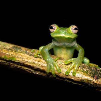 Palmer's tree frog