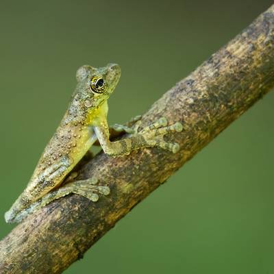 Ocellated treefrog