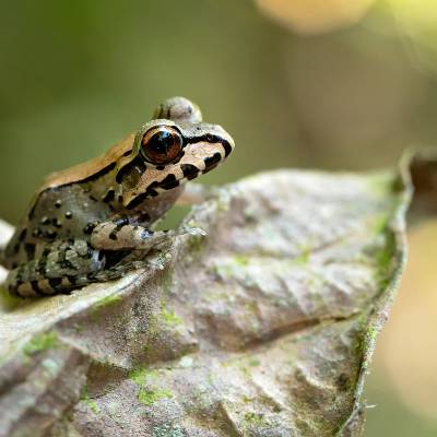 Savage's thin-toed frog