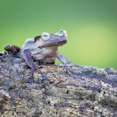 File-eared tree frog