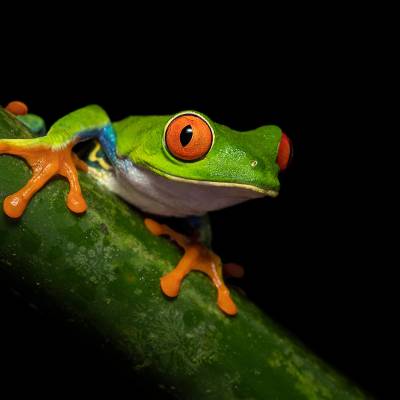 Red-eyed tree frog