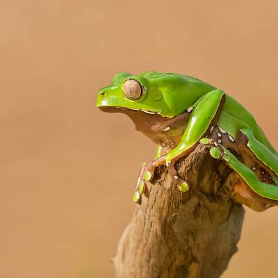 Giant leaf frog