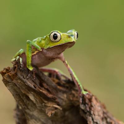 White-lined leaf frog