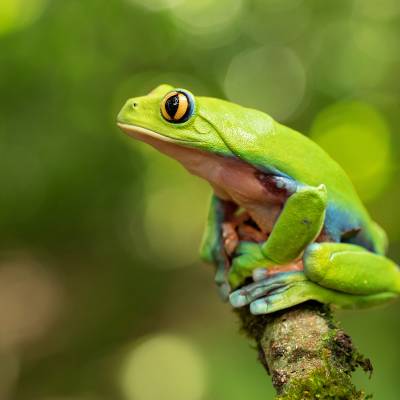 Blue-sided leaf frog