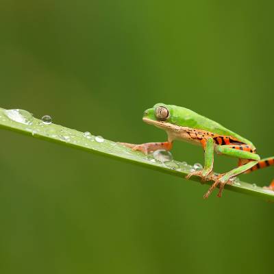 Northern orange-legged leaf frog