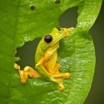 Gliding tree frog