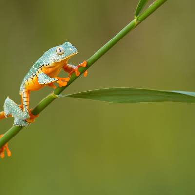 Fringed leaf frog