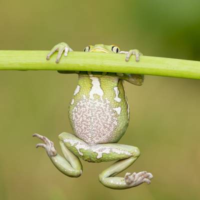 Waxy monkey leaf frog