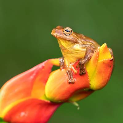 Mahogany tree frog