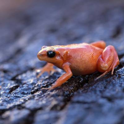 Golden mantella