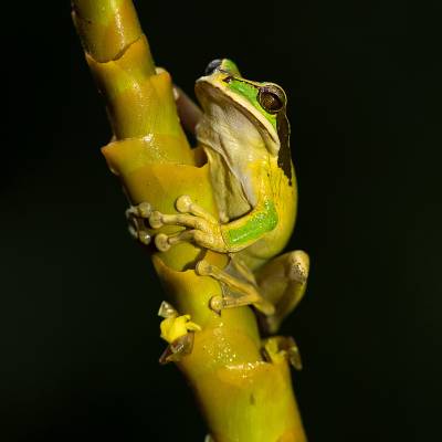 Masked tree frog