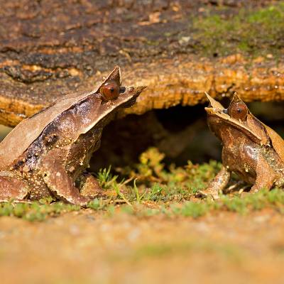 Long-nosed horned frog