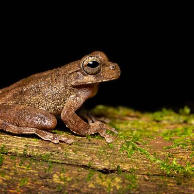 Panama cross-banded tree frog