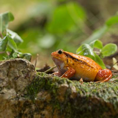 False tomato frog 