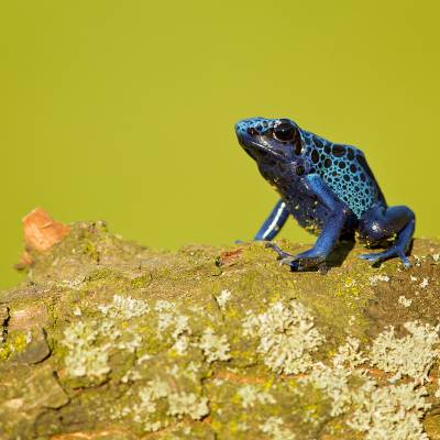 Blue poison dart frog