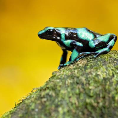 Green and black poison dart frog