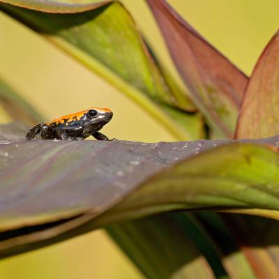 Splash-backed poison frog