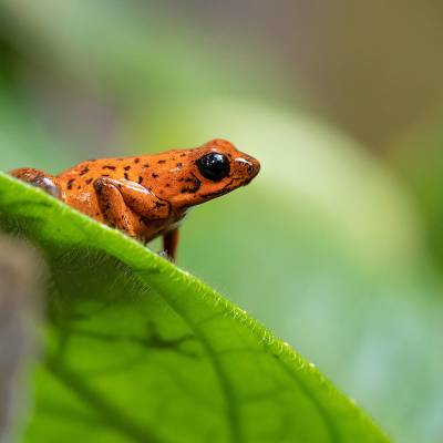 Strawberry poison-dart frog