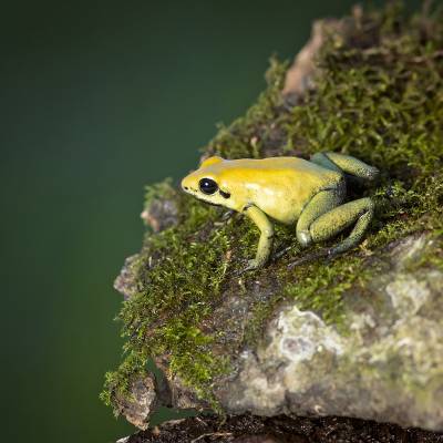 Black-legged poison dart frog