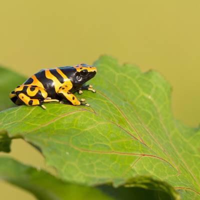 Yellow-banded poison dart frog