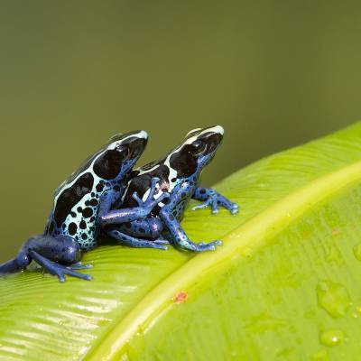 Dyeing poison dart frog