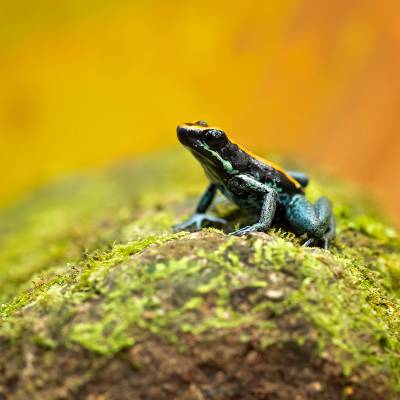 Golfodulcean poison frog