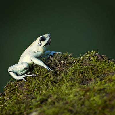 Golden poison frog