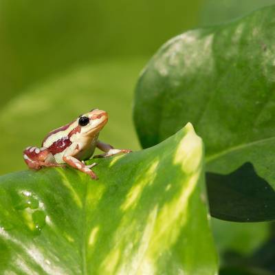 Phantasmal poison frog