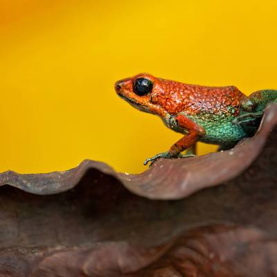 Granular poison frog