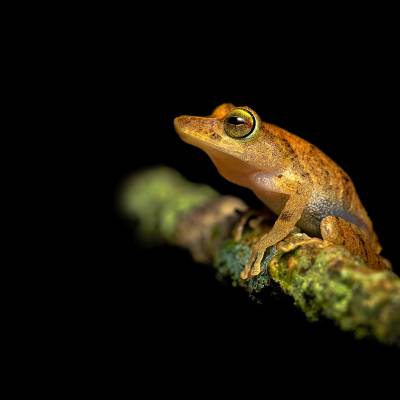 La Loma robber frog